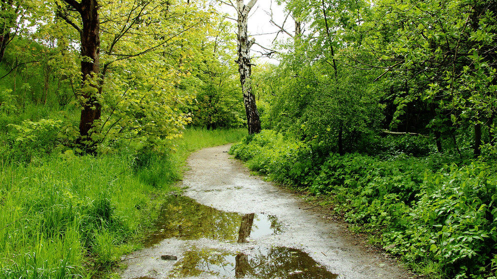 A quiet green forest path